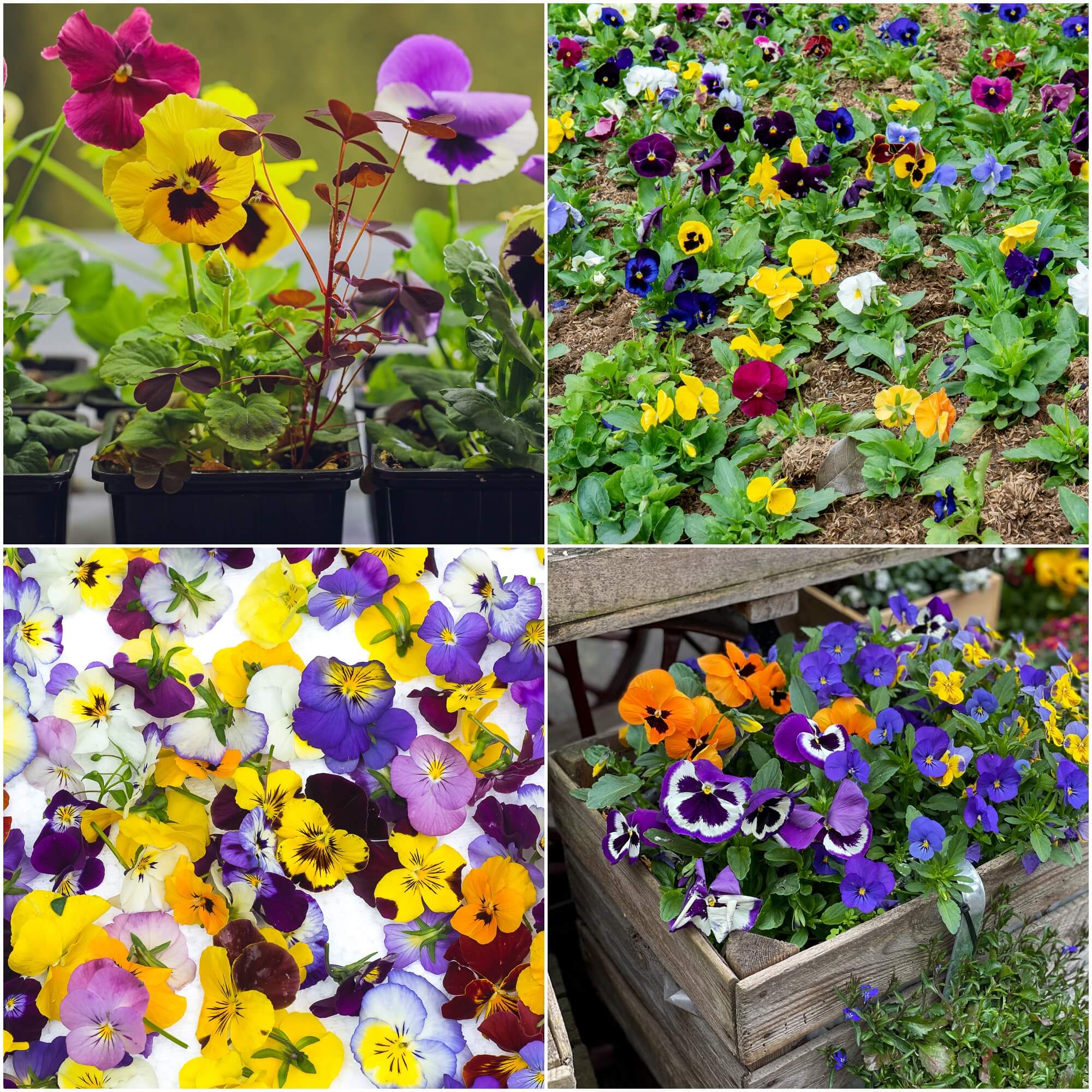 Buy Viola (Pansy) Mix (Random Variety) seeds Online Happy Valley Seeds
