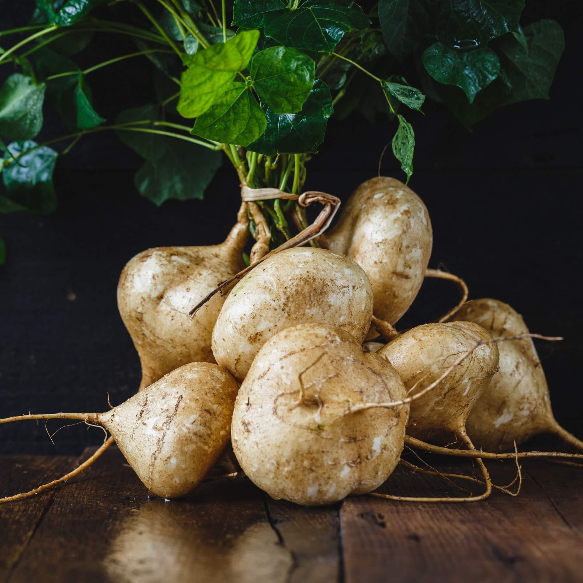 Buy Yam Bean (Jicama) seeds Online Happy Valley Seeds