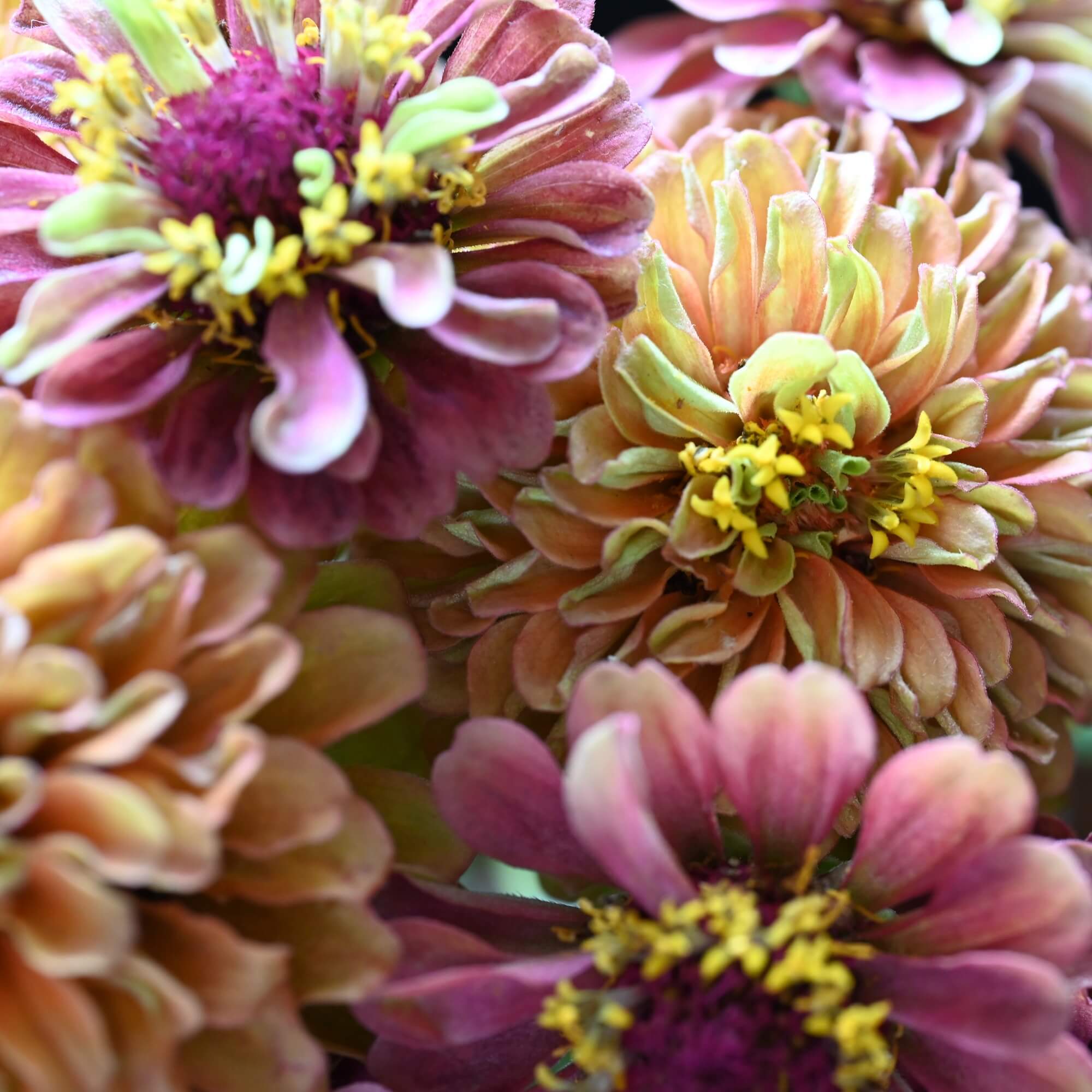 Zinnia - Scabiosa Flowered Mixed seeds
