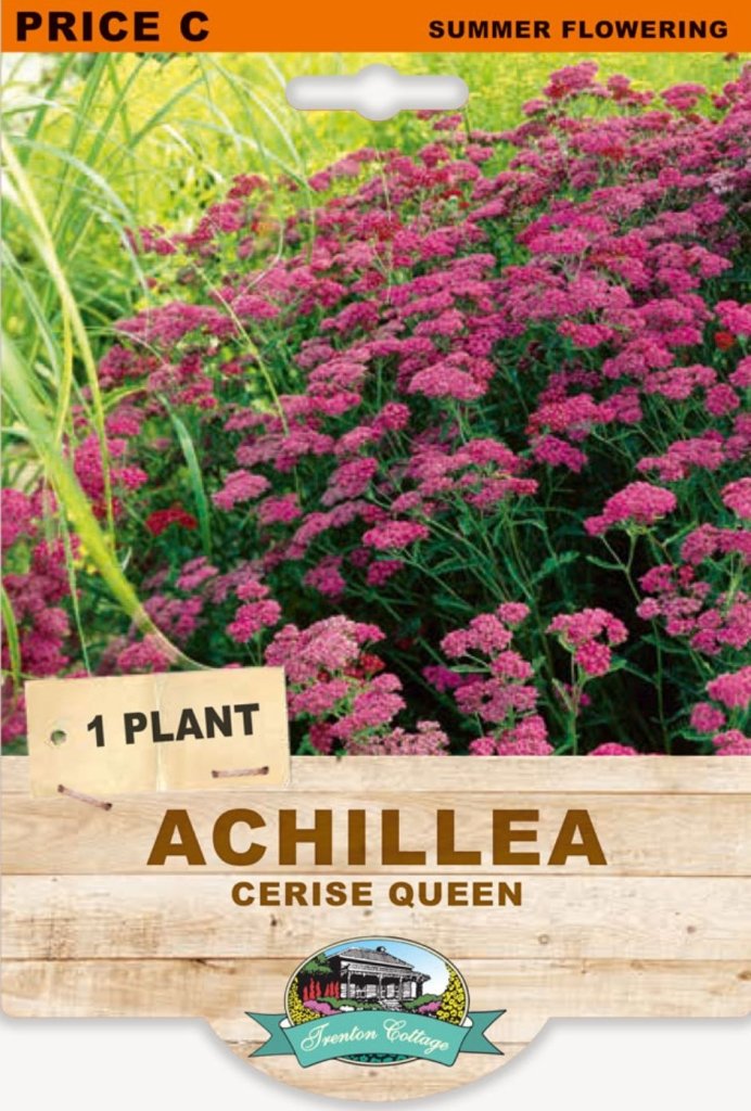 Achillea Cerise Queen (Pack of 1 Plant) - Happy Valley Seeds