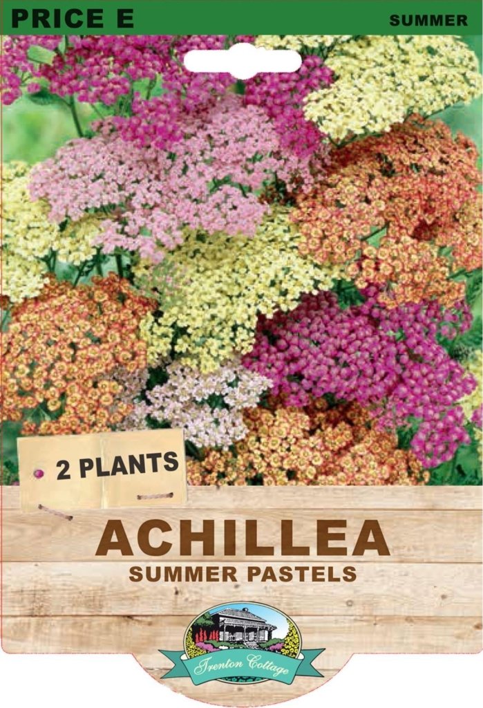 Achillea Summer Pastels (Pack of 2 Plants) - Happy Valley Seeds