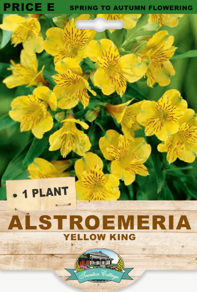 Alstroemeria Yellow King (Pack of 1 Plant) - Happy Valley Seeds
