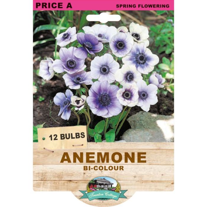 Anemone Bi - Colour (Pack of 12 Bulbs) - Happy Valley Seeds