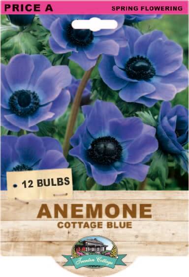 Anemone Cottage Blue (Pack of 12 Bulbs) - Happy Valley Seeds