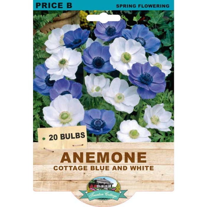Anemone Cottage Blue & White (Pack of 20 Bulbs) - Happy Valley Seeds