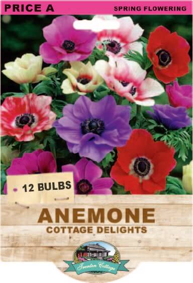 Anemone Cottage Delights Mixed (Pack of 12 Bulbs) - Happy Valley Seeds