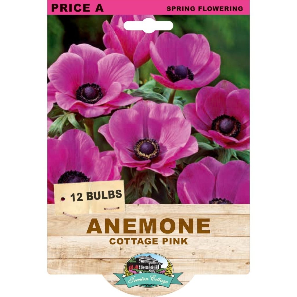 Anemone Cottage Pink (Pack of 12 Bulbs) - Happy Valley Seeds