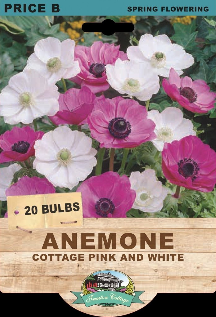 Anemone Cottage Pink & White (Pack of 20 Bulbs) - Happy Valley Seeds
