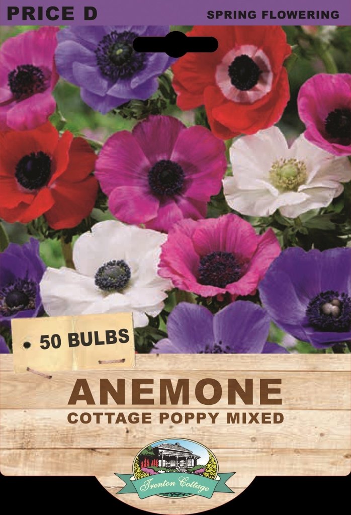 Anemone Cottage Poppy Mixed (Pack of 50 Bulbs) - Happy Valley Seeds