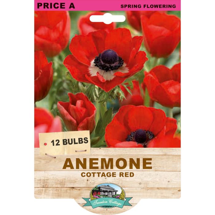 Anemone Cottage Red (Pack of 12 Bulbs) - Happy Valley Seeds