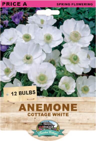 Anemone Cottage White (Pack of 12 Bulbs) - Happy Valley Seeds