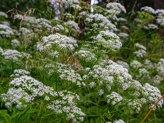 Anise