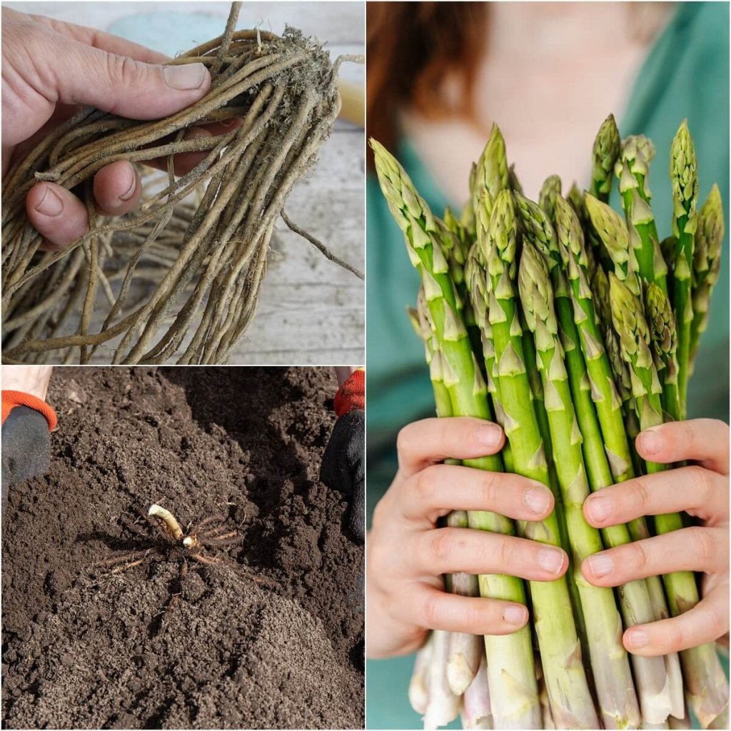 Asparagus Mary Washington Crown - Happy Valley Seeds