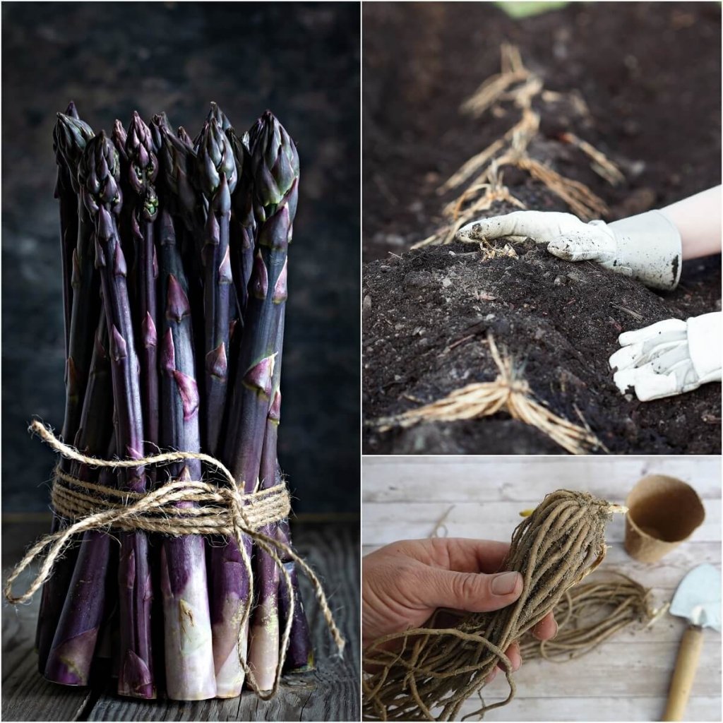 Asparagus Purple Crown - Happy Valley Seeds