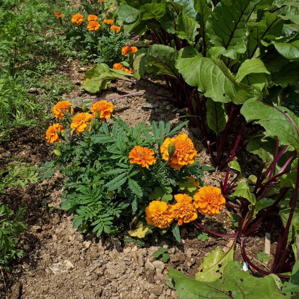 Assassin Marigold seeds - Happy Valley Seeds