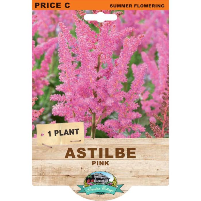 Astilbe Pink (Pack of 1 Plant) - Happy Valley Seeds