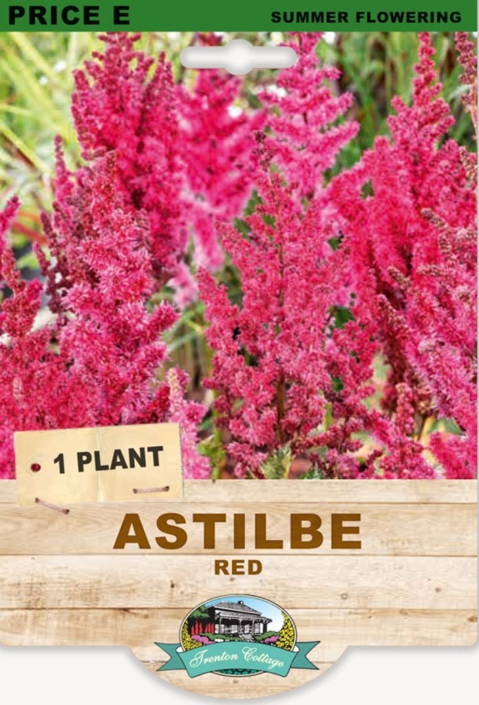 Astilbe Red (Pack of 1 Plant) - Happy Valley Seeds