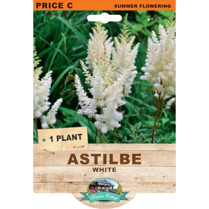 Astilbe White (Pack of 1 Plant) - Happy Valley Seeds