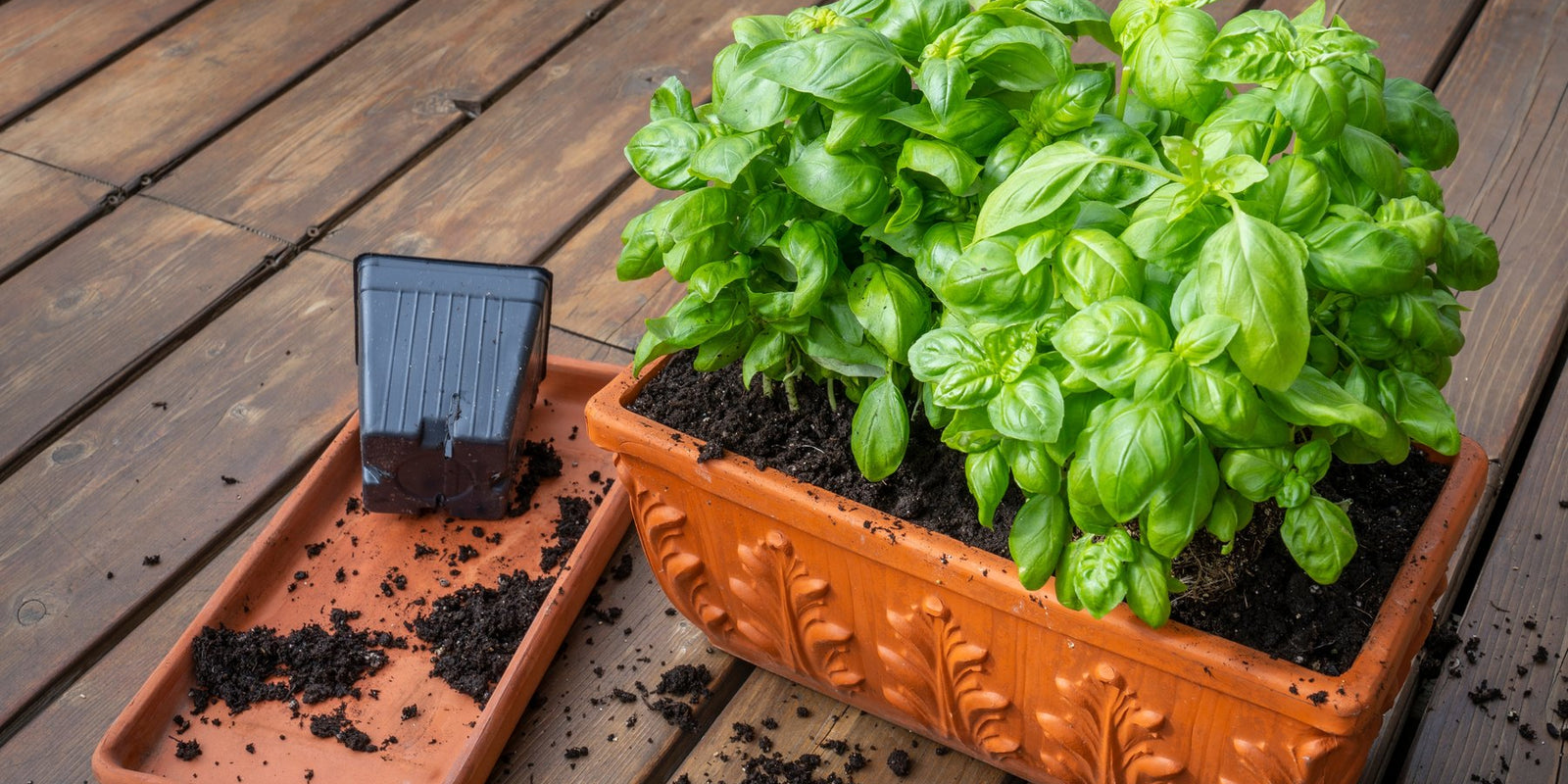 How to Grow Basil in Australia