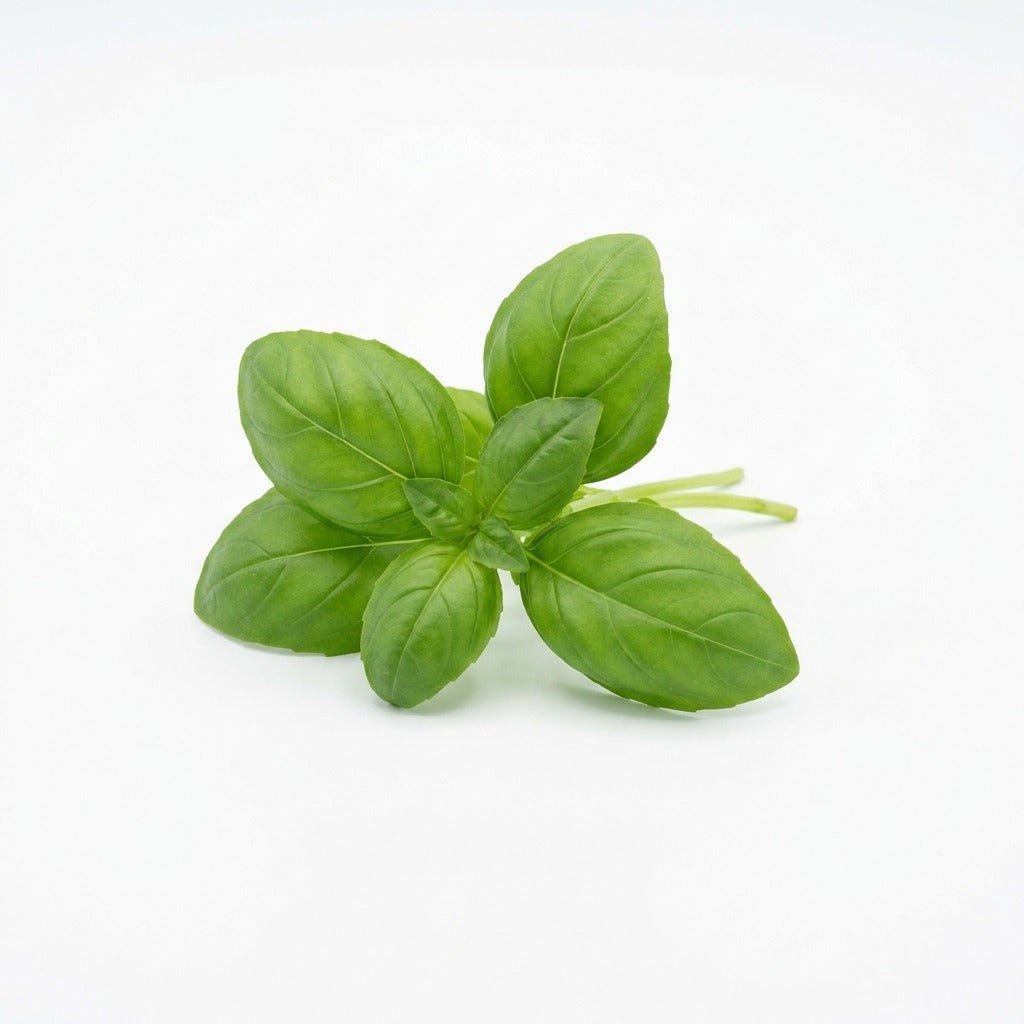 Basil - Genovese seeds (Organic) - Happy Valley Seeds