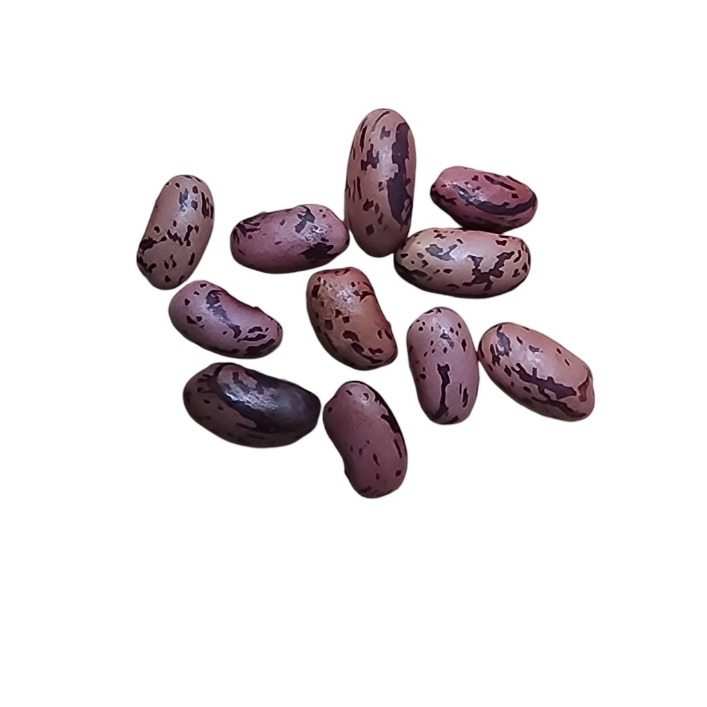 Bean Bush - African Premier seeds - Happy Valley Seeds
