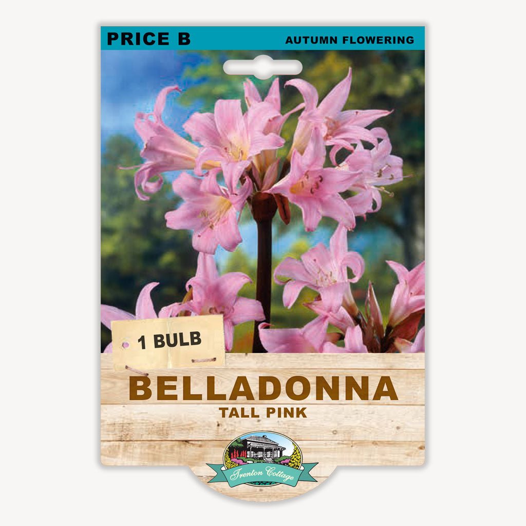 Belladonna Lily Tall Pink (Pack of 1 Bulb) - Happy Valley Seeds
