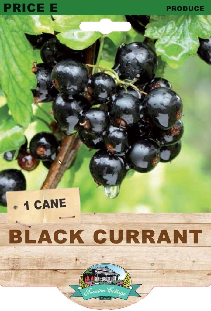 Black Currant (Pack of 1 Cane) (TC) - Happy Valley Seeds