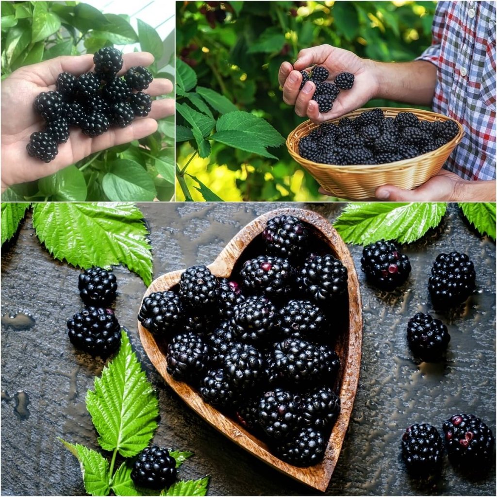 Blackberry Thornless (Pack of 1 Cane) - Happy Valley Seeds
