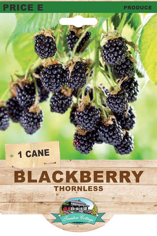 Blackberry Thornless (Pack of 1 Cane) (TC) - Happy Valley Seeds