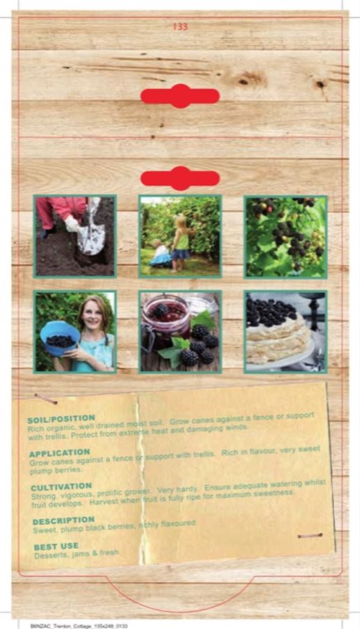 Blackberry Thornless (Pack of 1 Cane) (TC) - Happy Valley Seeds