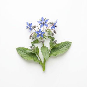 Borage seeds (Organic)