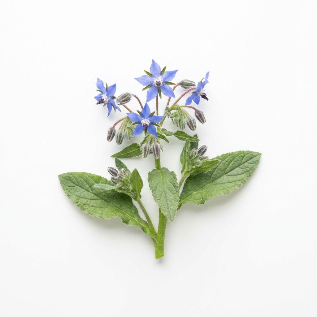 Borage seeds (Organic) - Happy Valley Seeds