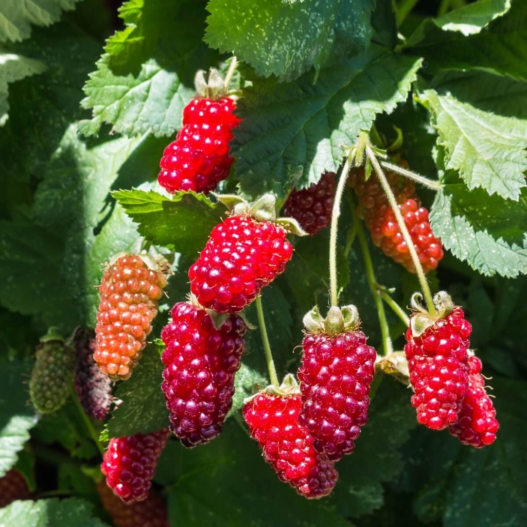 Boysenberry (Pack of 1 Cane) - Happy Valley Seeds