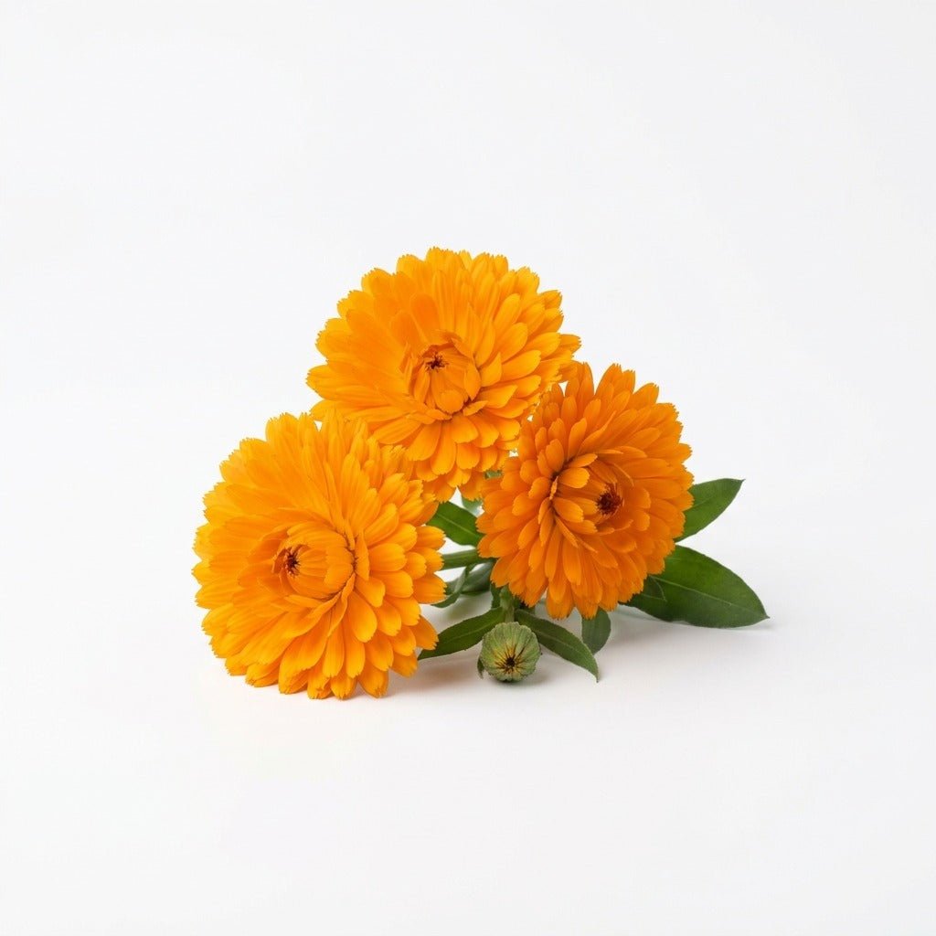 Calendula - Orange Double seeds (Organic) - Happy Valley Seeds