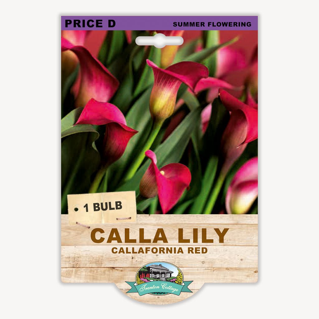 Calla Lily Callafornia Red (Pack of 1 Bulb) - Happy Valley Seeds