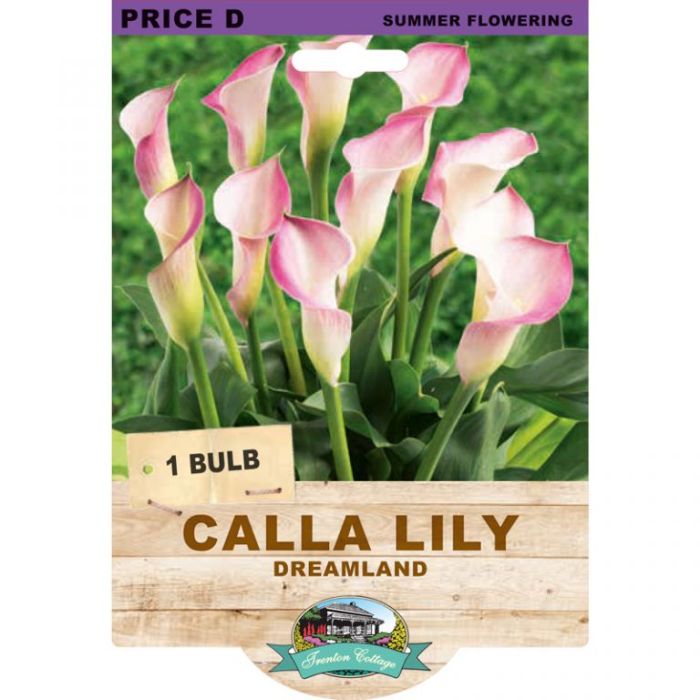 Calla Lily Dreamland (Pack of 1 Bulb) - Happy Valley Seeds