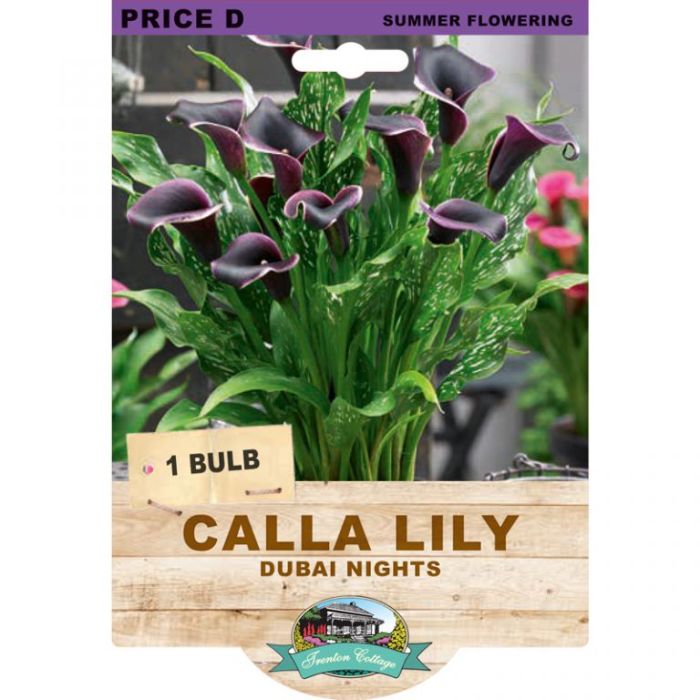 Calla Lily Dubai Nights (Pack of 1 Bulb) - Happy Valley Seeds