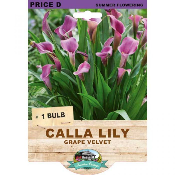 Calla Lily Grape Velvet (Pack of 1 Bulb) - Happy Valley Seeds