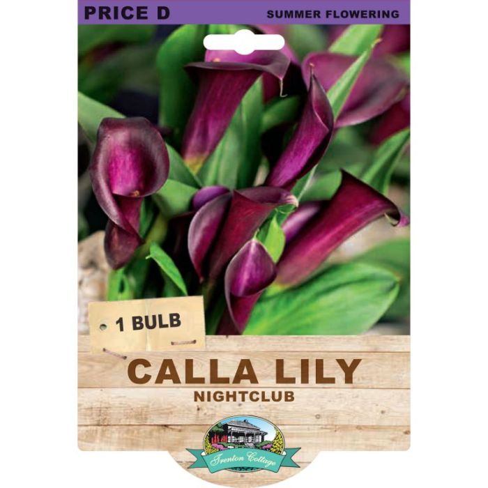 Calla Lily Night Club (Pack of 1 Bulb) - Happy Valley Seeds