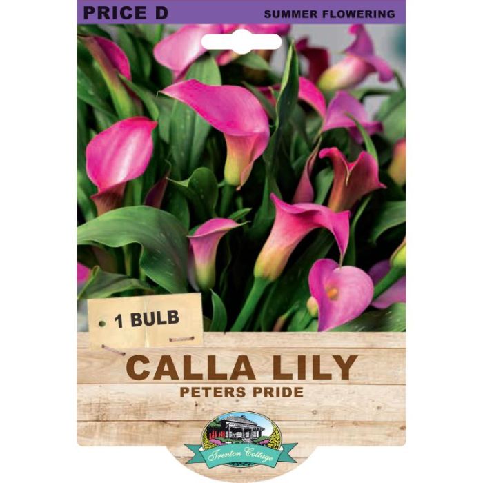 Calla Lily Peters Pride (Pack of 1 Bulb) - Happy Valley Seeds