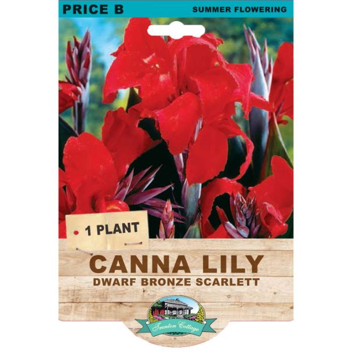 Canna Lily Dwarf Bronze Scarlet (Pack of 1 Plant) - Happy Valley Seeds