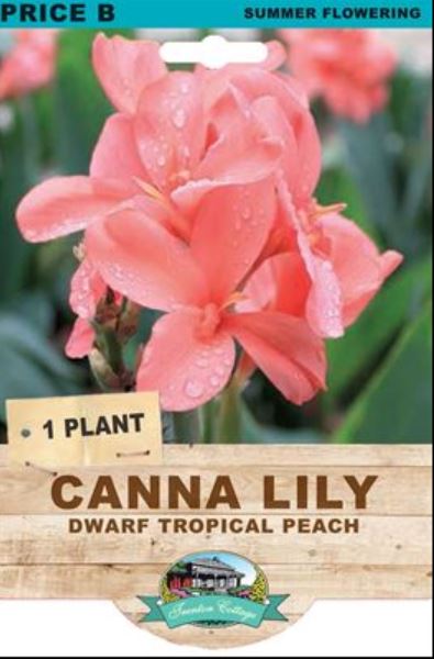 Canna Lily Dwarf Tropical Rose (Pack of 1 Plant) - Happy Valley Seeds