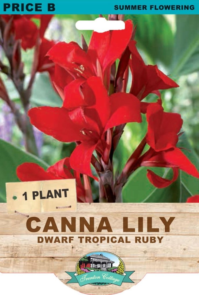 Canna Lily Dwarf Tropical Ruby (Pack of 1 Plant) - Happy Valley Seeds