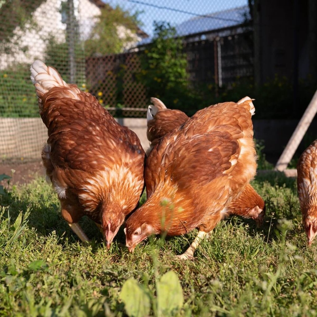 Chicken Forage Seeds Mix - Happy Valley Seeds