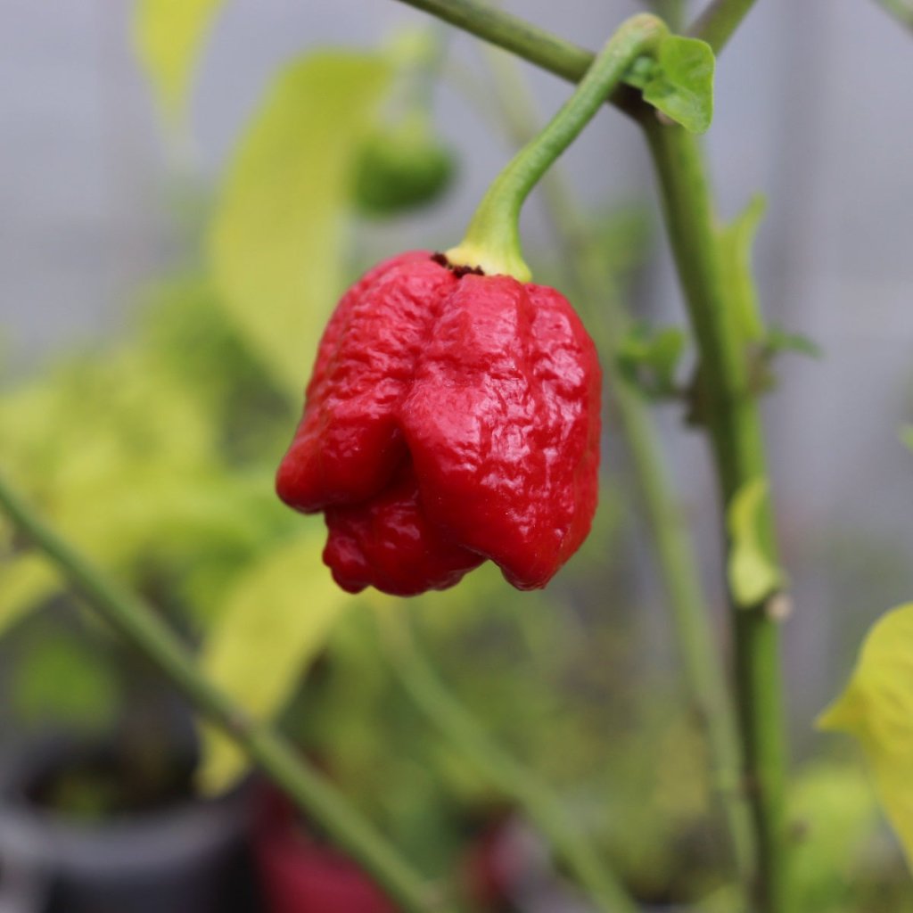Chilli - Trinidad 7 Pod Primo Cross 7 Pod seeds - Happy Valley Seeds