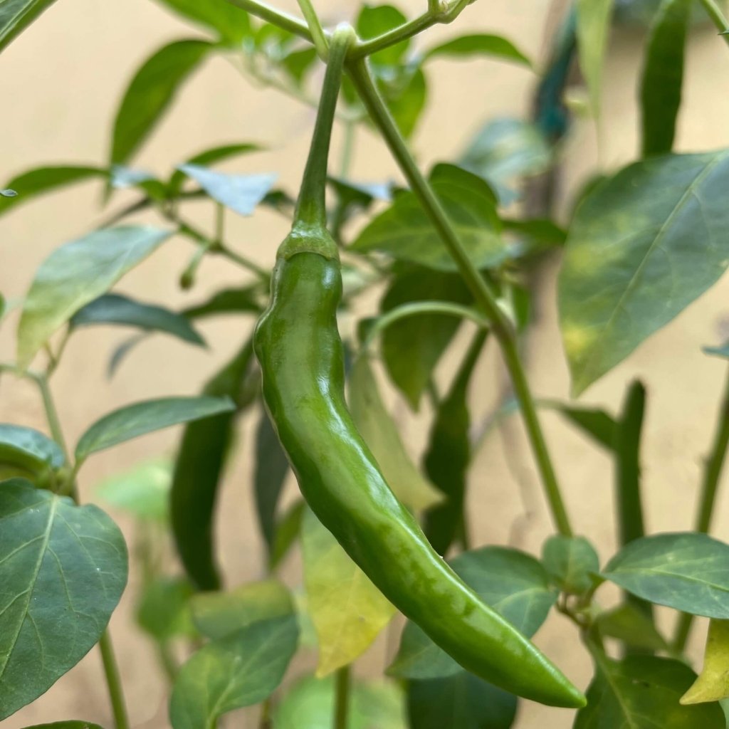 Chilli - Ttaeng Cho seeds - Happy Valley Seeds