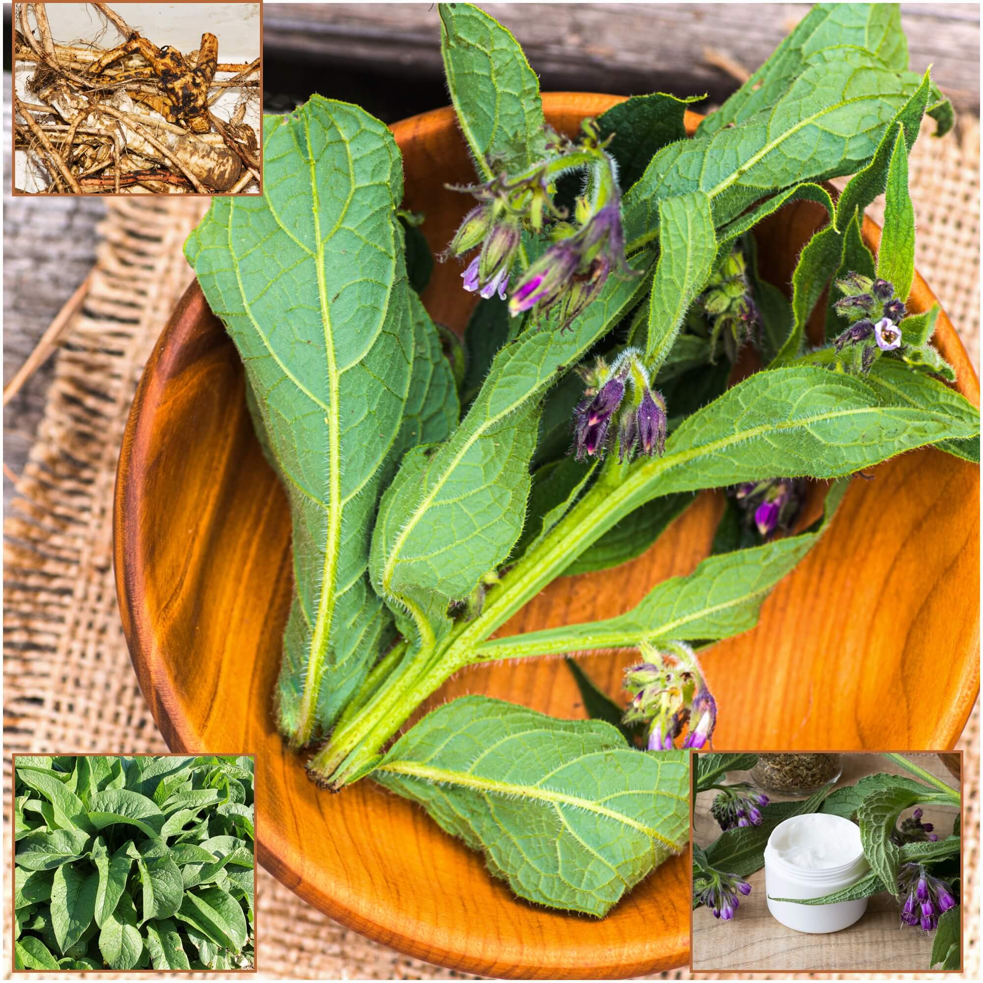 Comfrey seeds