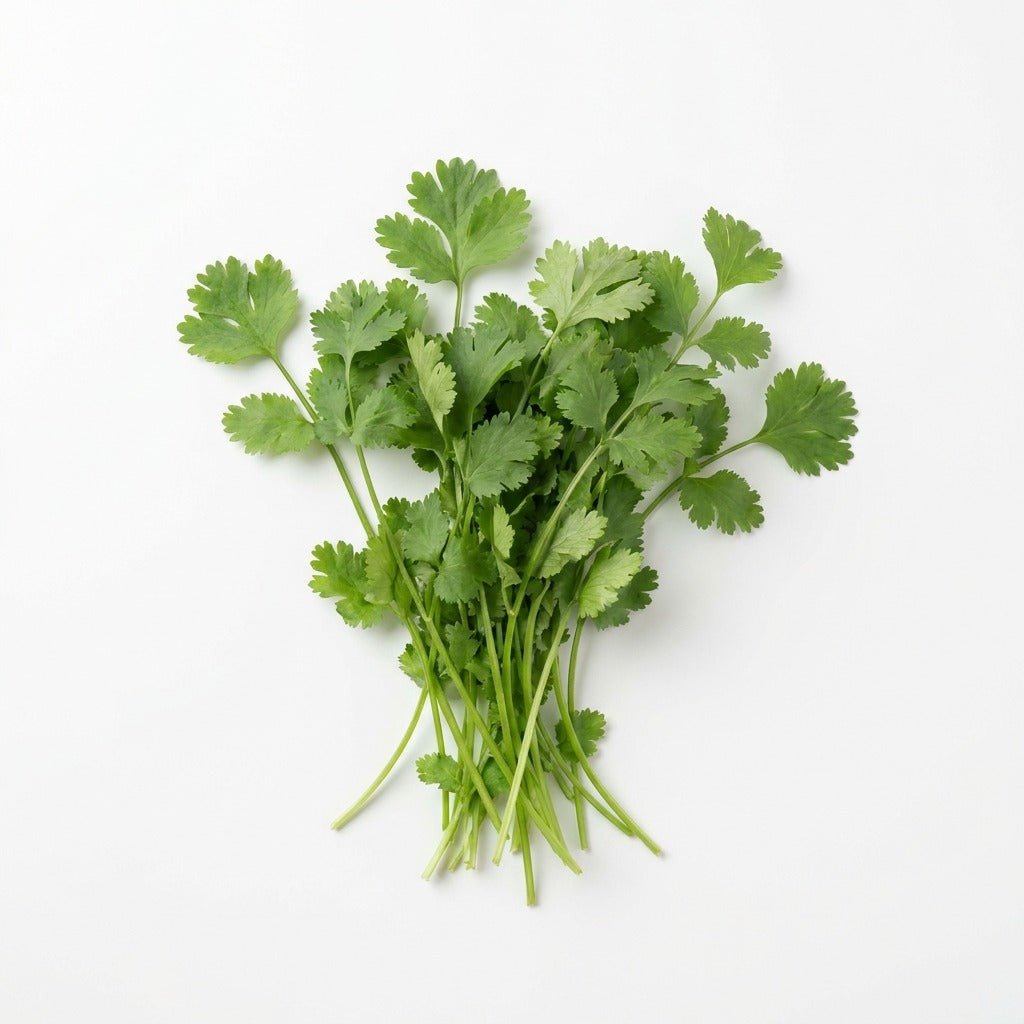 Coriander seeds (Organic) - Happy Valley Seeds