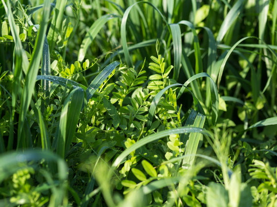 Cover Crop Mixes