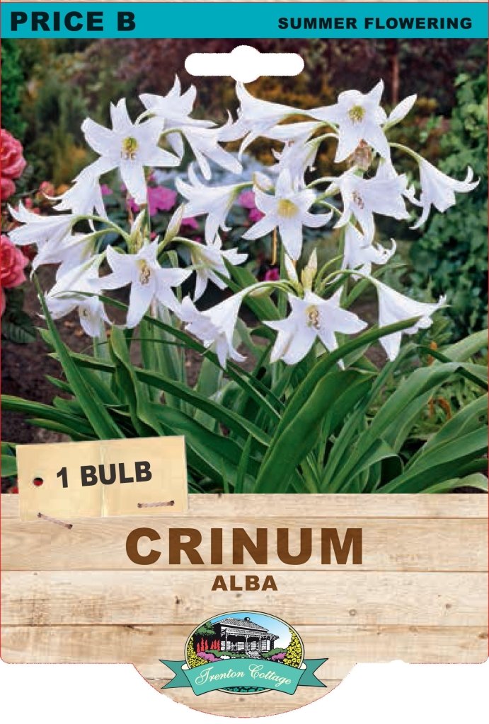 Crinum Alba (Pack of 1 Bulb) - Happy Valley Seeds